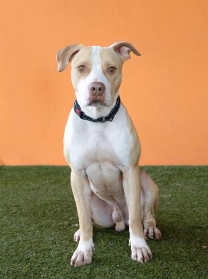 Hi Im Chief an easy-going active pup with the sweetest soul Some of my favorite things are treat