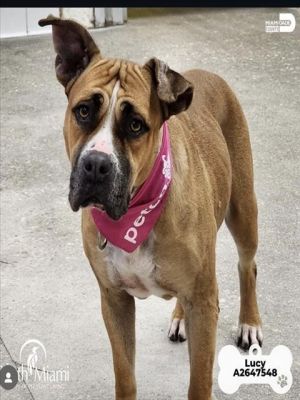  Meet Lucy A2647548  Lucy is a mellow older gal with a gentle heart and a calm presence While