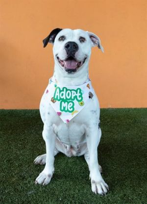 Meet Mia A2176264 a 4-year-old sweetheart with a heart full of love and a gentle soul to match 