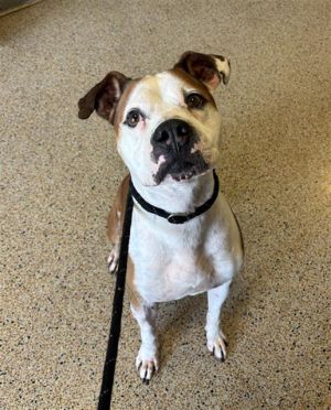 ROCKY American Bulldog Dog