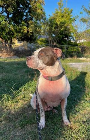 CALI American Bulldog Dog