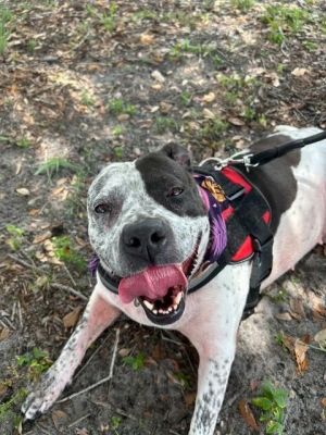Hi Im Cali A2647544 Im a 6-year-old sweetheart with a calm loving nature and a playful side Im 