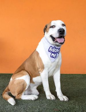 Astro is a sweet 5-year-old American Bulldog mix who has been waiting for his forever home since Ja