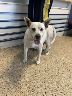 PENNY Carolina Dog Dog