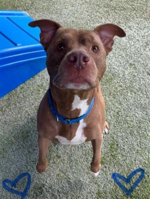 DIESEL Pit Bull Terrier Dog