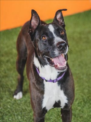 JOE Border Collie Dog