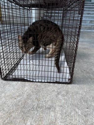 TOBY Domestic Short Hair Cat