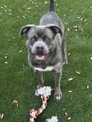 GRADY American Bulldog Dog