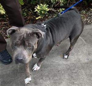 Hi Im Molly A2658518 Im a sweet social girl with a gentle play style and a heart full of love