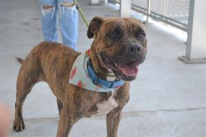 TIGA Boxer Dog