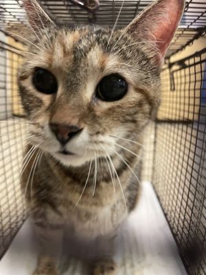 GLITTER BUG Domestic Short Hair Cat
