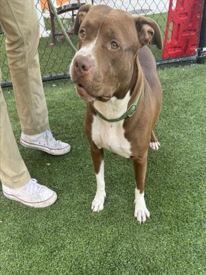 Hi there Im Dixie I know I dont seem all that sweet when Im barking in my kennel but if