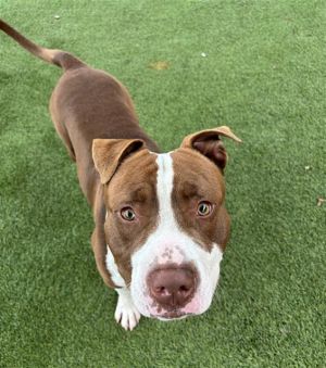 CHICO Pit Bull Terrier Dog