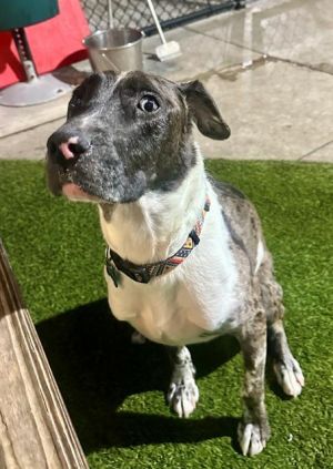 GALILEO Catahoula Leopard Dog Dog