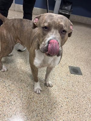 CHOLO American Bulldog Dog