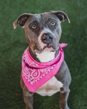 MILLY Pit Bull Terrier Dog