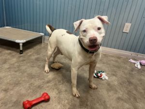 NATURE BOY Pit Bull Terrier Dog