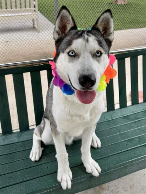 MAVERICK