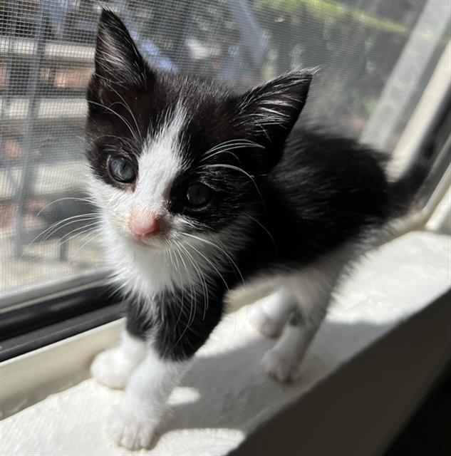 CALI