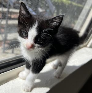 CALI, Young Female Domestic Short Hair