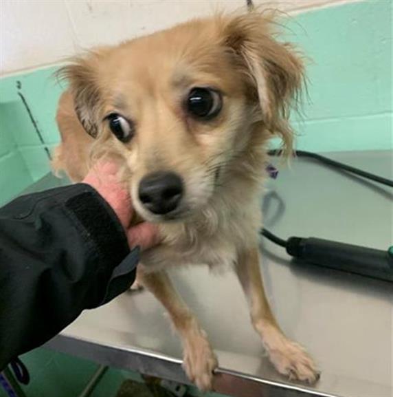 MANGO, an adoptable Papillon in Sacramento, CA, 95818 | Photo Image 1