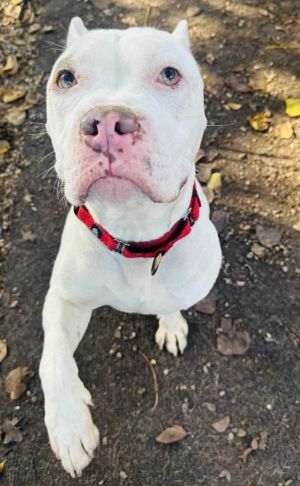 Meet Petey This sweet and sensitive boy is the perfect combination of lazy and 