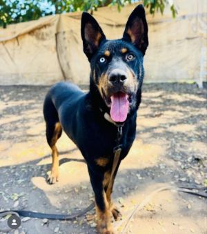Meet Honcho This 11-month-old black Siberian Husky mix is a true stunner with his striking heteroch
