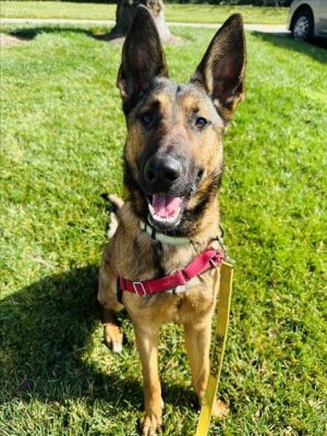 BAILEY Belgian Shepherd / Malinois Dog