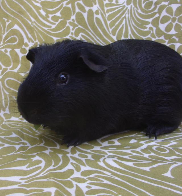 SAMMY