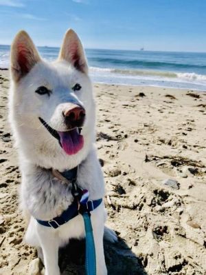 Royal is another one of our petite white huskies who is a frequent flyer in our 
