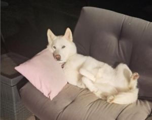 Royal is another one of our petite white huskies who is a frequent flyer in our day foster program 