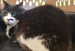 RAIDER Domestic Short Hair Cat