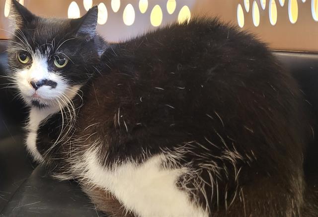 RAIDER, an adoptable Domestic Short Hair in Santa Barbara, CA, 93111 | Photo Image 1