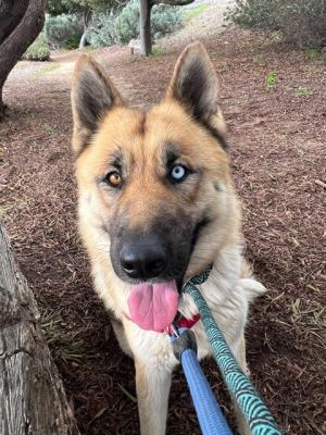 SUNNY German Shepherd Dog Dog
