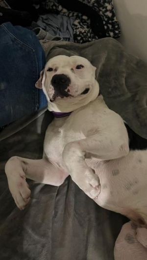 DAKOTA Pit Bull Terrier Dog