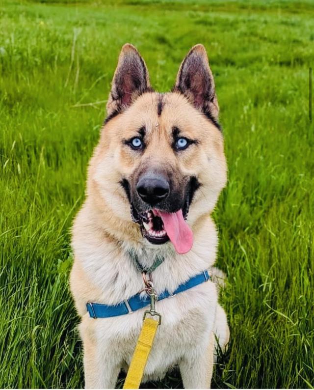 LOKI