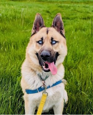LOKI German Shepherd Dog Dog