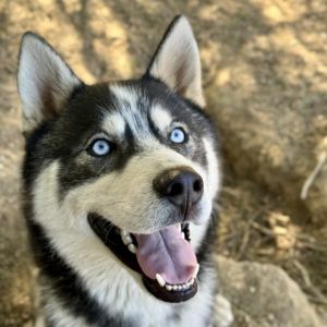 Tahoe is a vibrant three-year-old Husky whose boundless energy and zest for lif