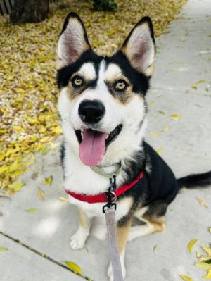 031925 1535 DAD Meet Roman  My favorite pass time is playng fetch and im great at it  A