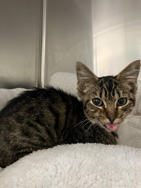 LEO, an adoptable Domestic Short Hair in Santa Barbara, CA, 93111 | Photo Image 1