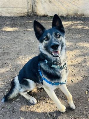 THEO German Shepherd Dog Dog