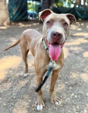 Meet Betty a young LabradorPit mix with an adventurous spirit Shes a high-energy girl who will do