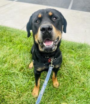 Meet Jersey This 25-year-old Rottweiler mix is a big bundle of love with a playful puppy-like spi