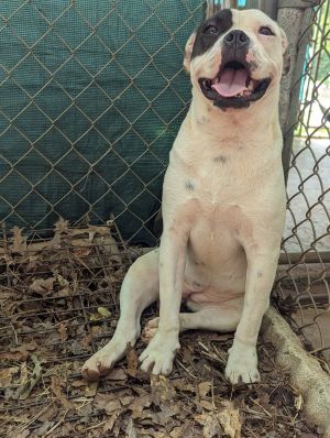 Meet Princess a sweet and gentle pup whos looking for a family to help her build confidence and sh