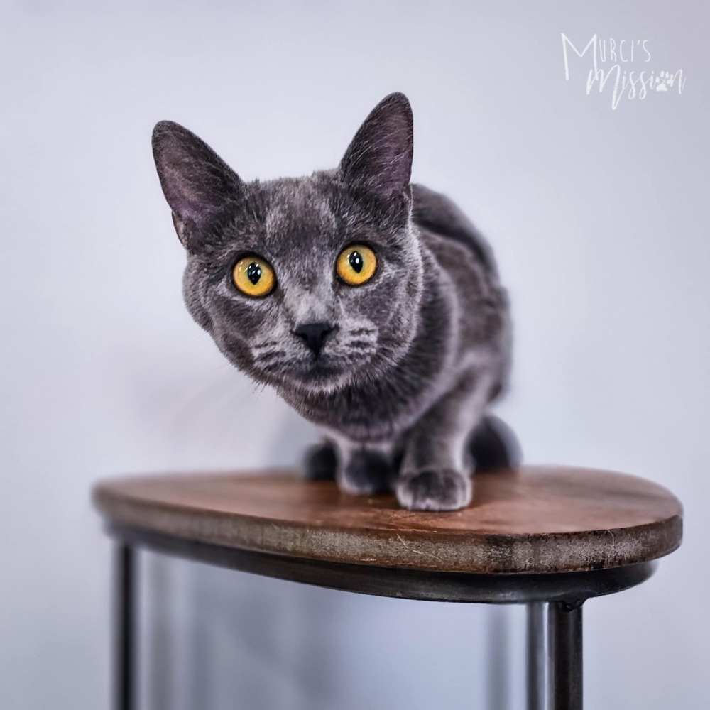 Harbor, an adoptable Domestic Short Hair in Spokane , WA, 99209 | Photo Image 1