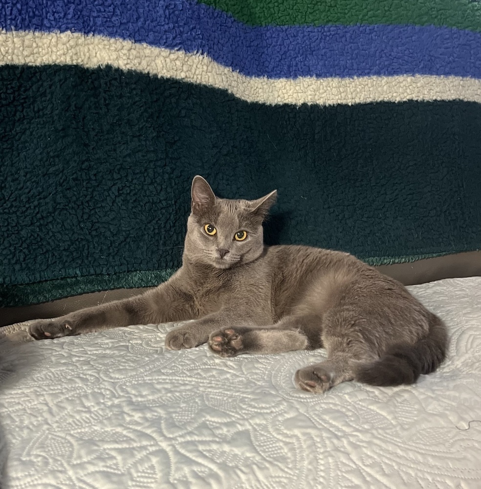 Harbor, an adoptable Domestic Short Hair in Spokane , WA, 99209 | Photo Image 2