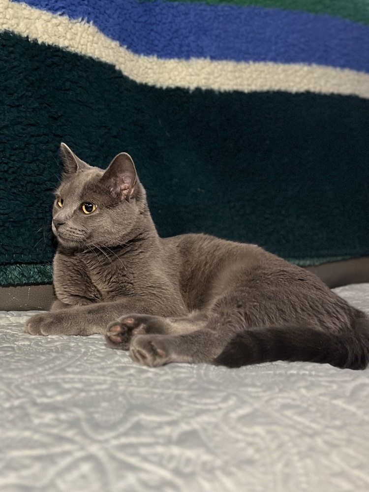 Harbor, an adoptable Domestic Short Hair in Spokane , WA, 99209 | Photo Image 3