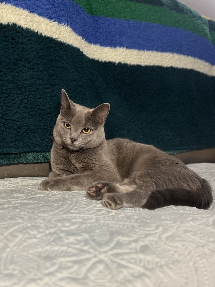 Harbor, an adoptable Domestic Short Hair in Spokane , WA, 99209 | Photo Image 4
