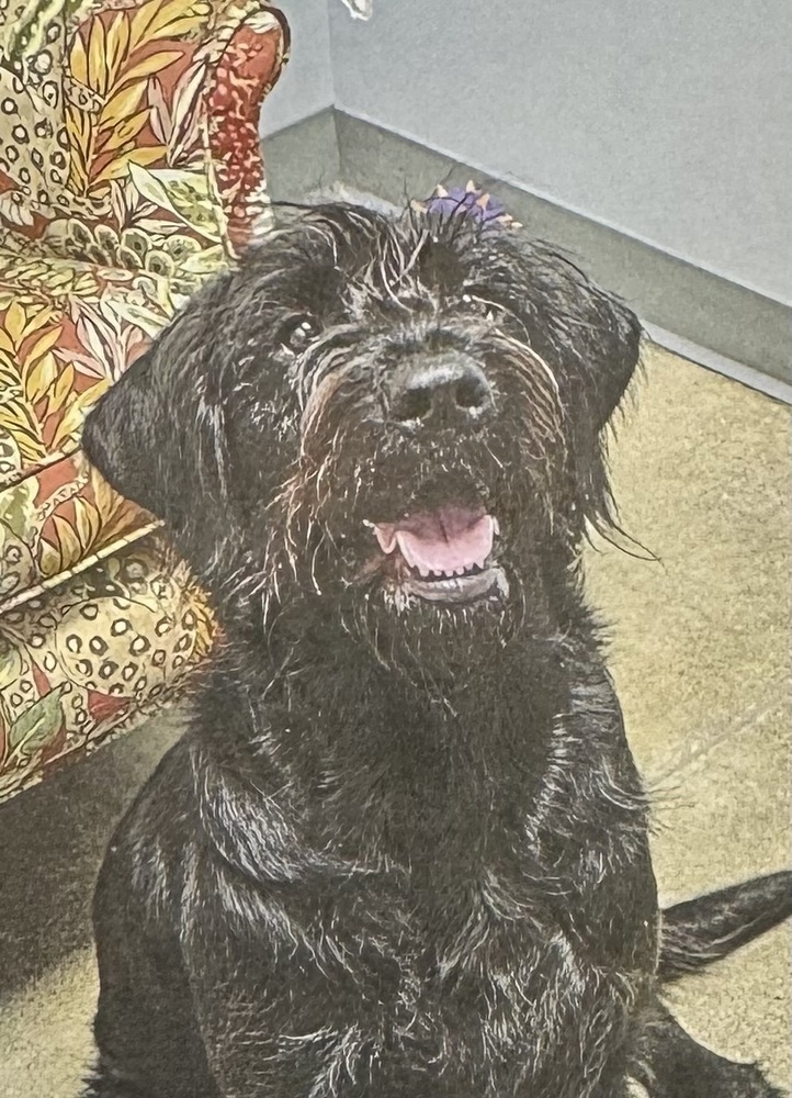 Koda