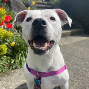 Hey all Matilda is on the scene and ready to be your rambling queen This gorgeous lady is ready to